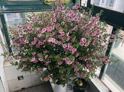 植物半死不活，你就喷上它，彳艮快发新芽花开爆盆！