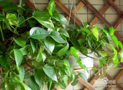 绿萝的杂交品种：白金葛