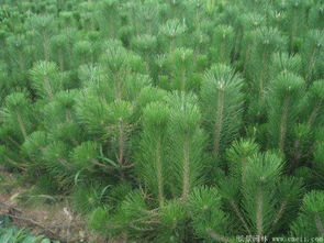 黑松种植小贴士