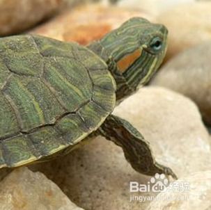 蔬菜跳甲虫的危害及防治方法