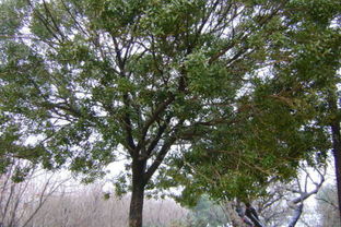 黄杨树：大自然的绿色精灵