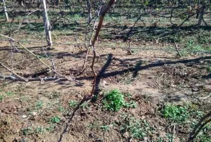 修剪翌年葡萄挂果多的方法：春季修剪、 夏季修剪、秋季修剪和冬季修剪