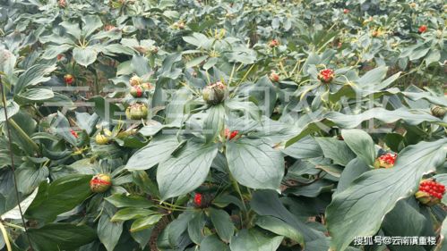 云南文山州中药材基地：新旧技术的对比