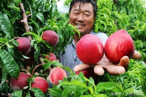 在桃树开花前就要喷洒一次防治蚜虫的药剂