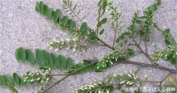 春花生高效种植与科学管理