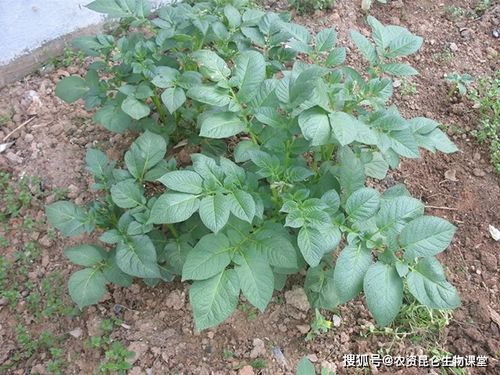 芙蓉花浇哪种肥料最适宜，施什么肥料效果最好