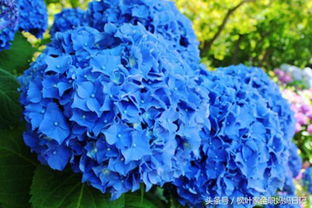 绣球花“绣球”双，为何叫“臭球”花