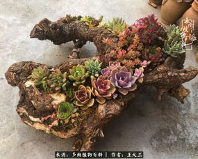 木质花盆里的花，既要美又要好养