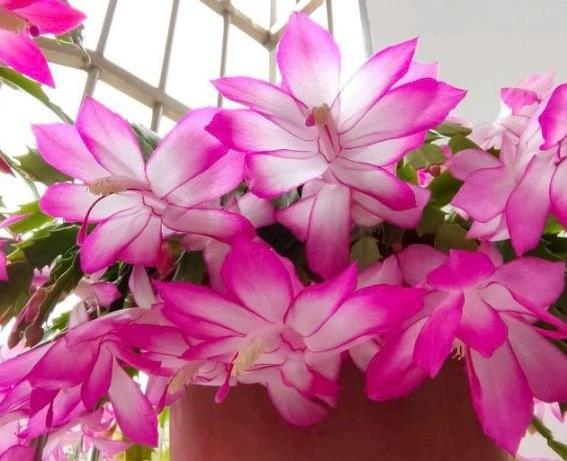 春天里的花海世界：揭秘那些先开花后长叶的奇妙植物