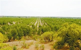 生态林变经济林，如何找到那平衡点？