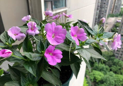 朱蕉水培土培，养花新选择！