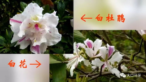 公园大片白花如何区分