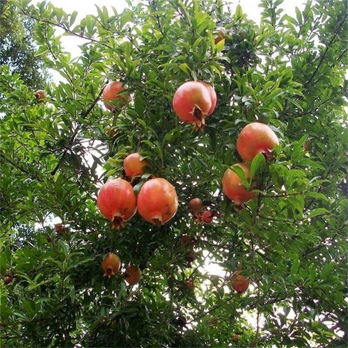 石榴树苗价格影响因素大揭秘