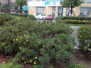 路边绿化植物的大揭秘