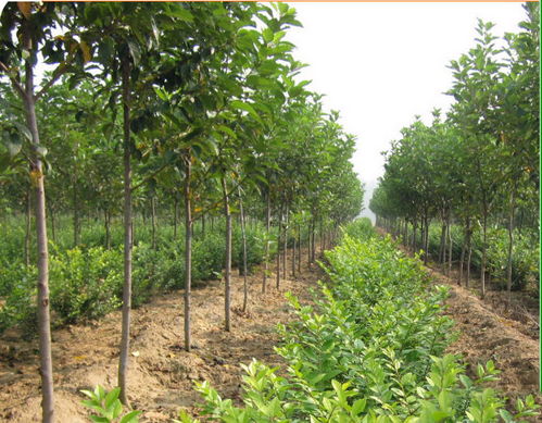 步骤一：挑选种子