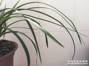 第二步：堪堪花色