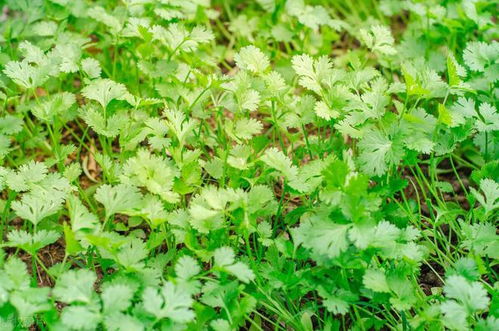 播种深度与外卖保温袋