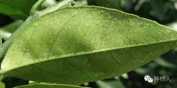 橘子树长蛀虫了有没有推荐针对柑橘用的杀虫剂来防治蛀虫？