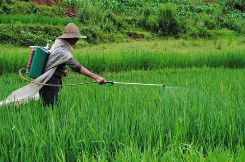 厨余垃圾：城市垃圾中的“宝藏”