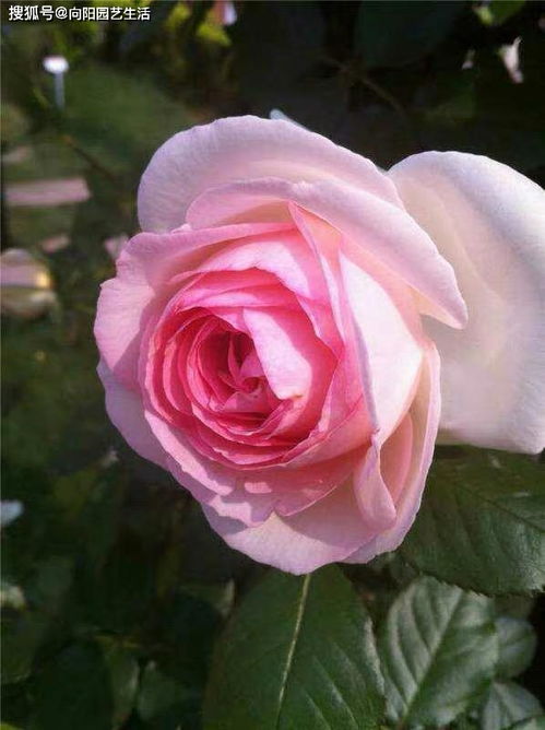 土壤选择：腐质土VS泥炭土