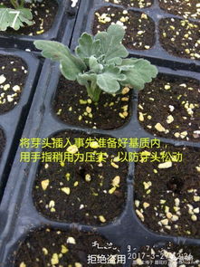 菊花分株和扦插哪种繁殖方式更适合菊花生长