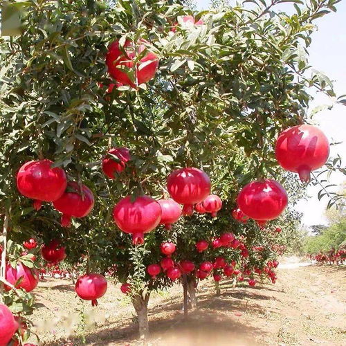 柿子树的形态与特色