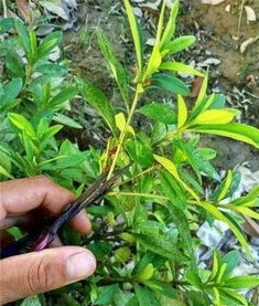 大戟阁锦怎么砍头？修剪繁殖技巧有哪些