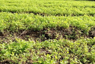 土壤类型， 那可是决定产量的关键