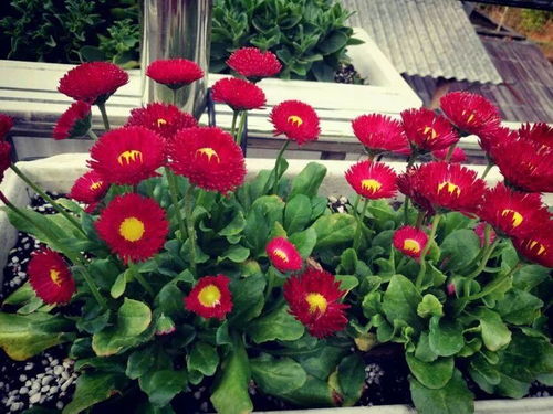 网购花卉，如何抢救蔫苗？