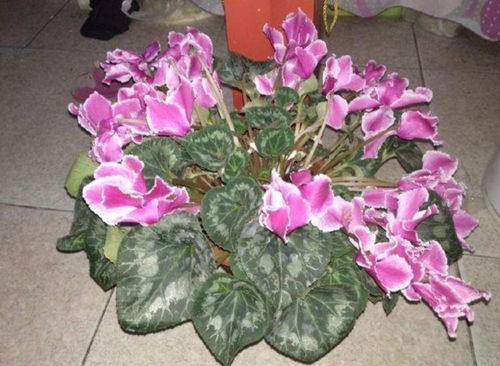 仙客来蔫了是缺水还是病虫害