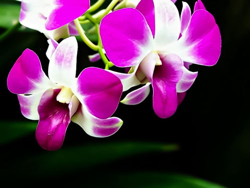 植物园的美丽景色