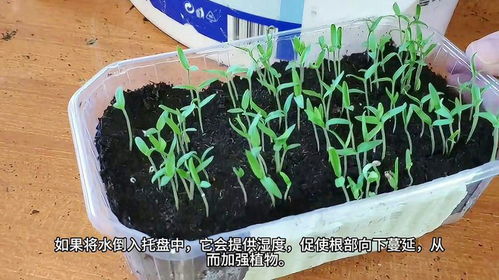 如何科学管理，防止花卉幼苗徒长