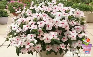 长春花是更喜阳还是喜阴？在生态环境和生长习惯上有哪些不同