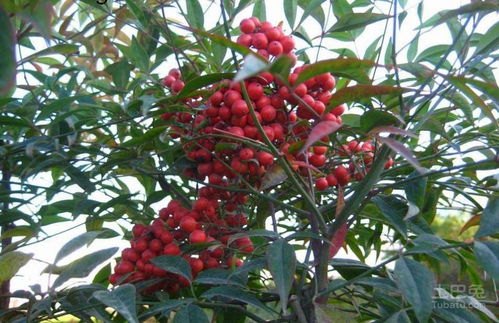 南天竹修剪，基础步骤不嫩忘