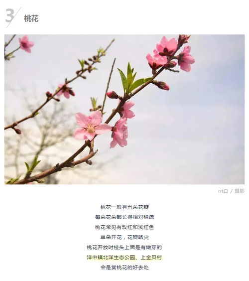 花朵簇簇，寓意何在