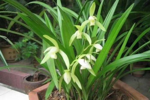 多菌灵的副作用