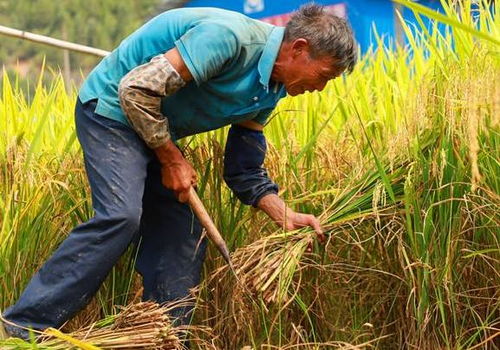 鹅吃了除草剂后的影响