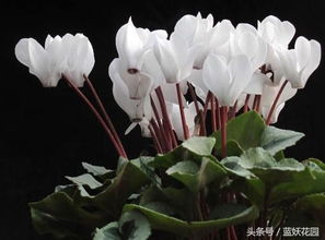 盆栽荷花如何让它开花？开花秘诀是什么