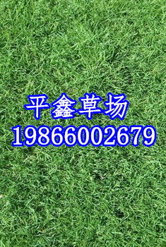 一、10cm土真嫩养活草皮？三组数据对比惊掉下巴