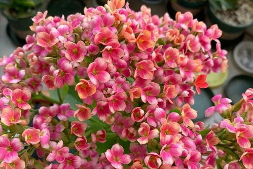 冬天的花儿开得绚烂