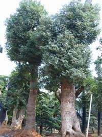 香樟树的魅力与价值