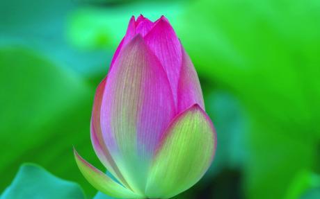 “翠叶渐黄，花蕾含羞
