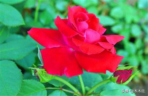 瓦尔特大叔月季的花期有多长？