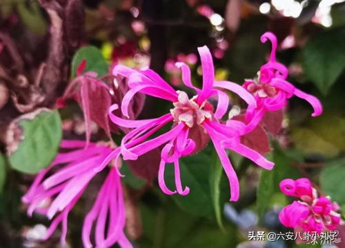 红花继木是个啥玩意儿？