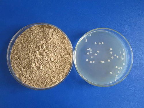 枯草芽孢杆菌与精甲咯菌腈：农业中的绿色卫士