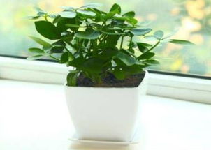 鸭掌木最佳换盆期，春季养护攻略图