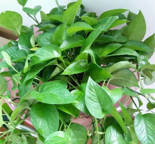 如何从家里的绿萝开始，运用水养法轻松繁殖出更多的小植株