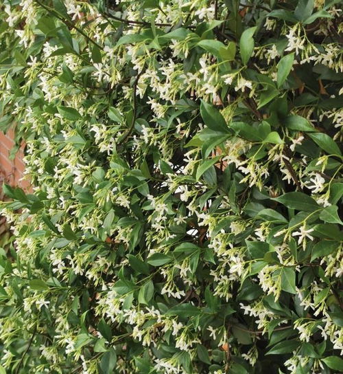 庭院种植的藤类花卉推荐