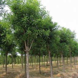 乱讲一通惯与种植榉树的“市场前景”和“经济效益”