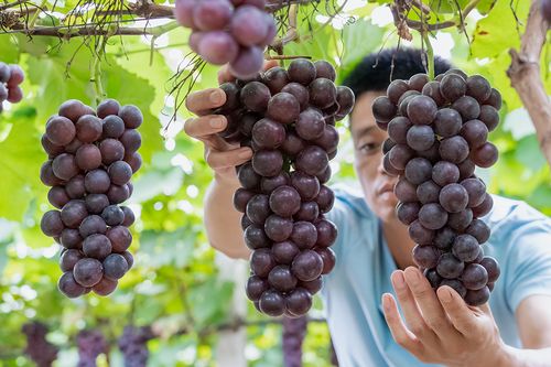 妮娜皇后：红宝石般的日本贵族，草莓香混合牛奶香。嘉定种植基地同过夜间补光，将果粒横径稳定在3cm以上。